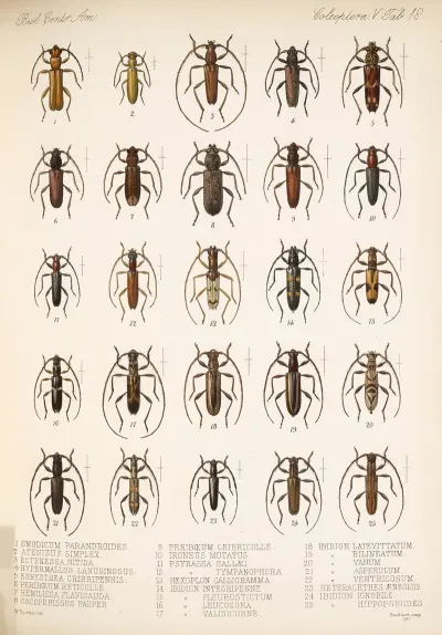 Insecta Coleoptera Pl 224