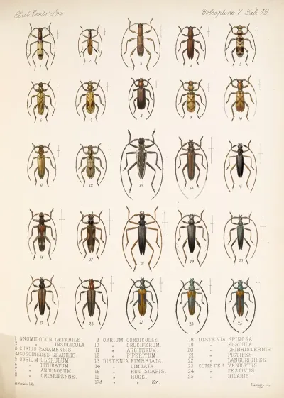Insecta Coleoptera Pl 225