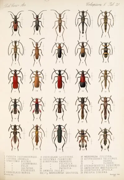 Insecta Coleoptera Pl 226