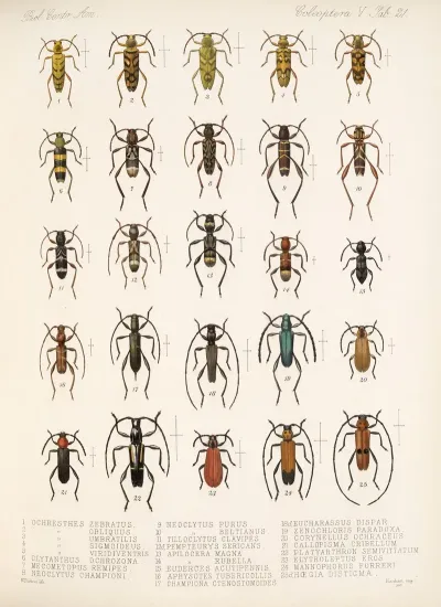 Insecta Coleoptera Pl 227