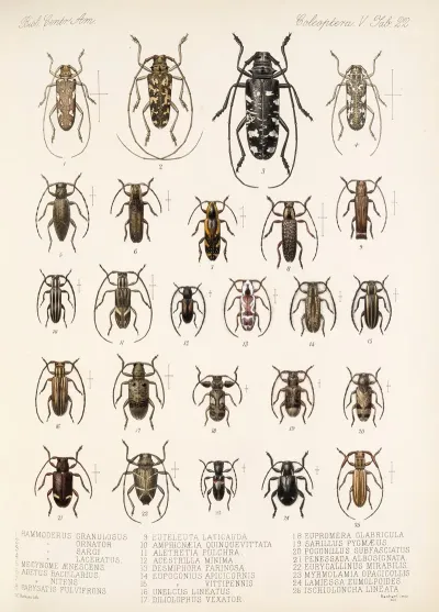 Insecta Coleoptera Pl 228