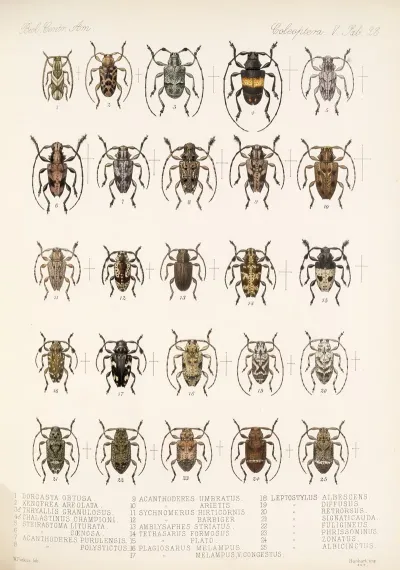 Insecta Coleoptera Pl 229