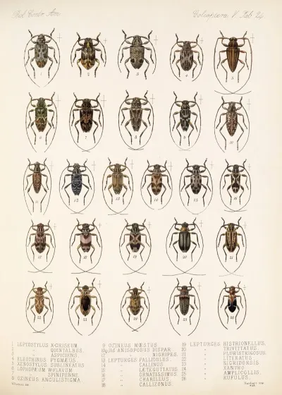 Insecta Coleoptera Pl 230