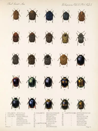 Insecta Coleoptera Pl 237