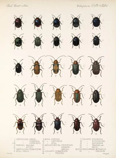 Insecta Coleoptera Pl 238