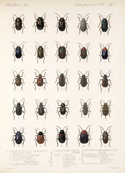 Insecta Coleoptera Pl 239