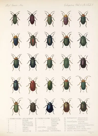 Insecta Coleoptera Pl 240