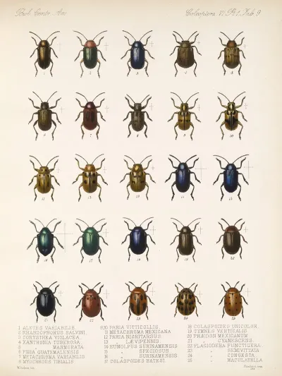 Insecta Coleoptera Pl 241