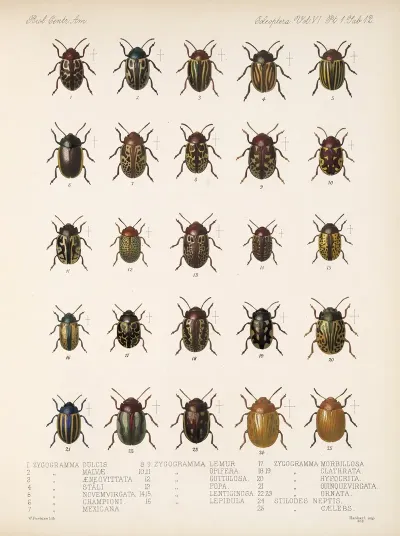 Insecta Coleoptera Pl 244
