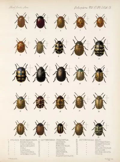 Insecta Coleoptera Pl 245