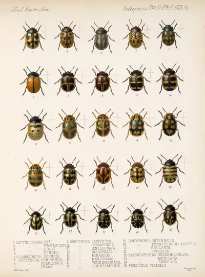 Insecta Coleoptera Pl 247