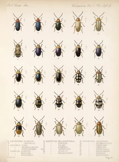 Insecta Coleoptera Pl 250