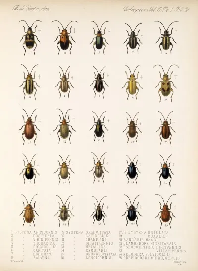 Insecta Coleoptera Pl 252