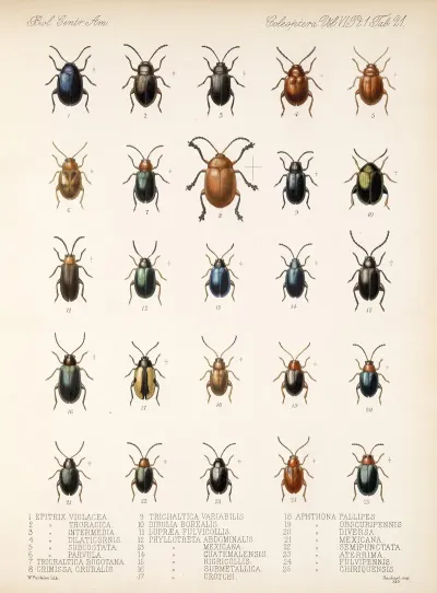Insecta Coleoptera Pl 253