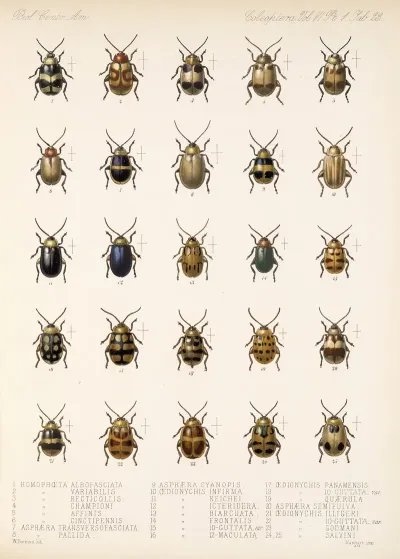 Insecta Coleoptera Pl 255