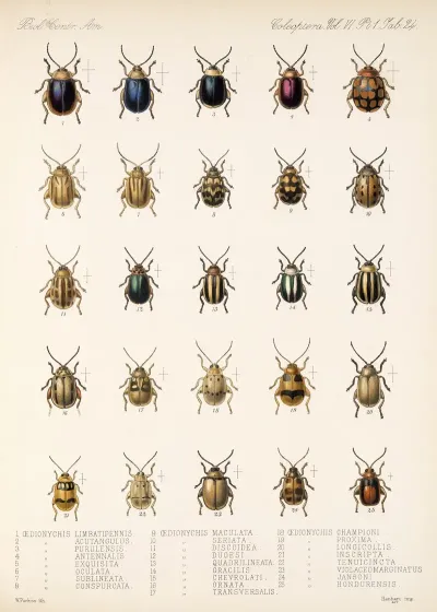 Insecta Coleoptera Pl 256