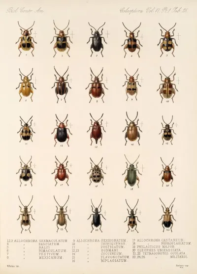 Insecta Coleoptera Pl 257