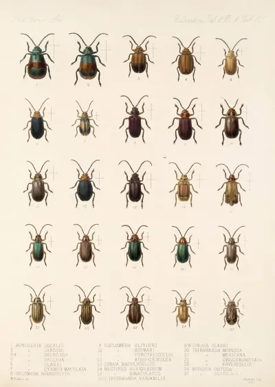 Insecta Coleoptera Pl 259