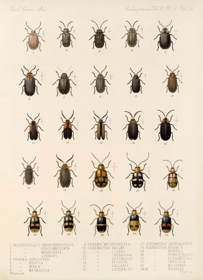 Insecta Coleoptera Pl 260