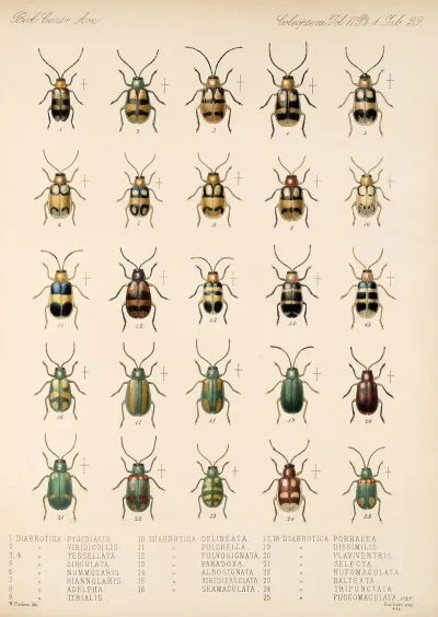 Insecta Coleoptera Pl 261