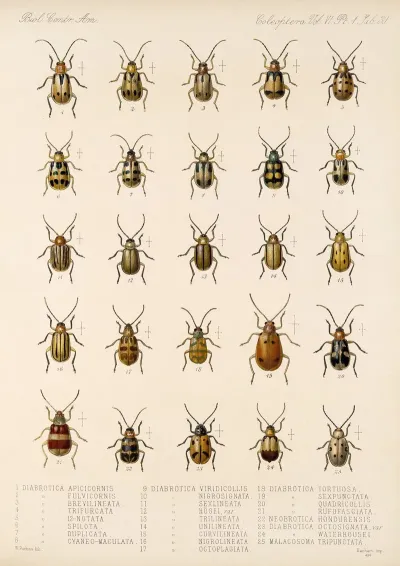Insecta Coleoptera Pl 262