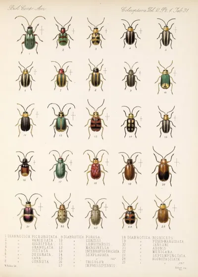 Insecta Coleoptera Pl 263