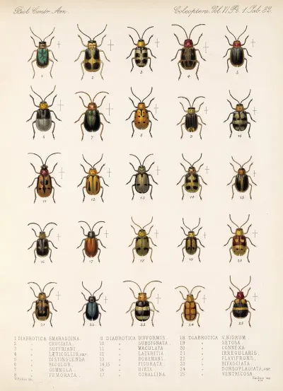 Insecta Coleoptera Pl 264