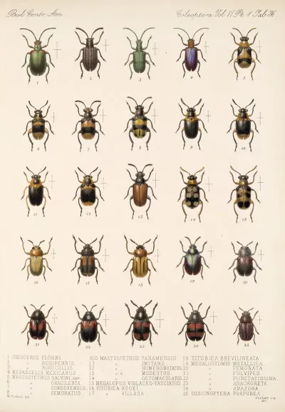 Insecta Coleoptera Pl 268