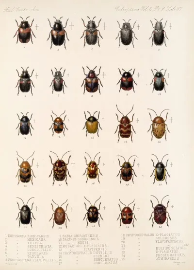 Insecta Coleoptera Pl 269