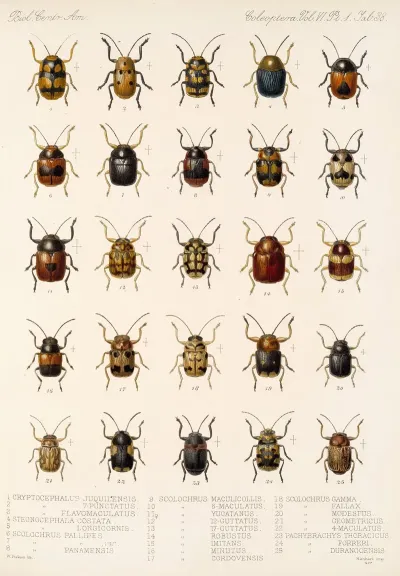 Insecta Coleoptera Pl 270