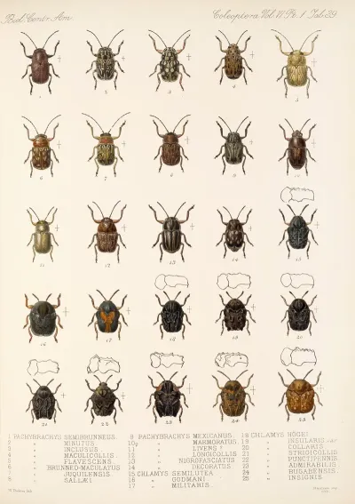 Insecta Coleoptera Pl 271