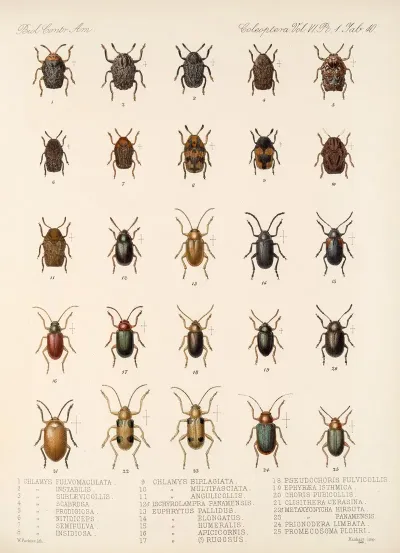 Insecta Coleoptera Pl 272