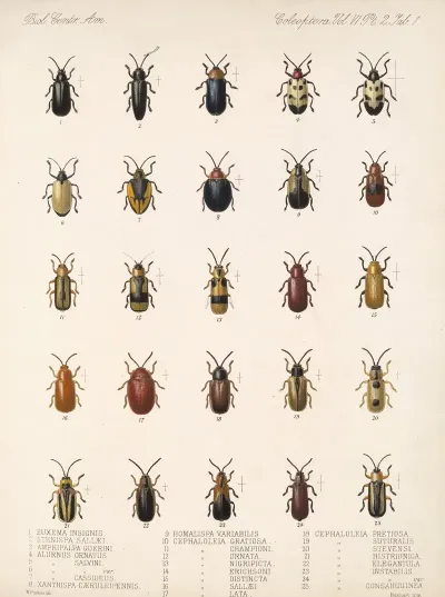Insecta Coleoptera Pl 276