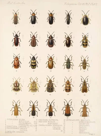 Insecta Coleoptera Pl 277