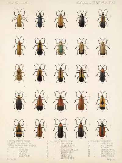Insecta Coleoptera Pl 278