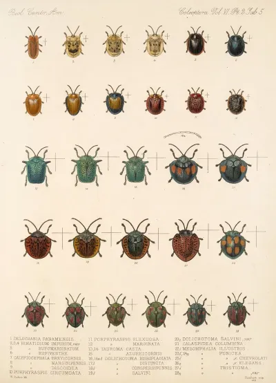 Insecta Coleoptera Pl 280