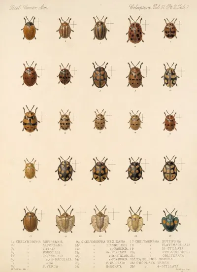 Insecta Coleoptera Pl 282