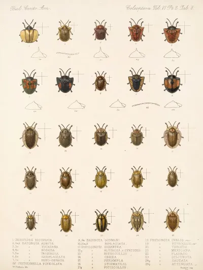 Insecta Coleoptera Pl 283