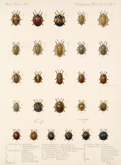 Insecta Coleoptera Pl 284