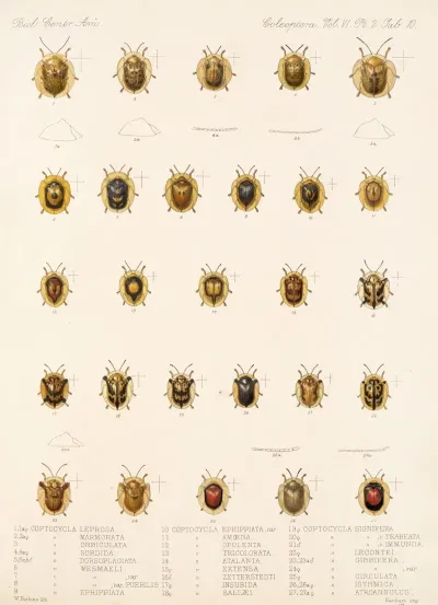 Insecta Coleoptera Pl 285