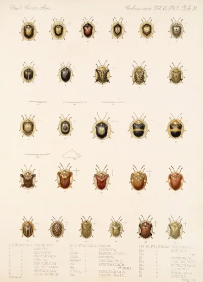 Insecta Coleoptera Pl 286