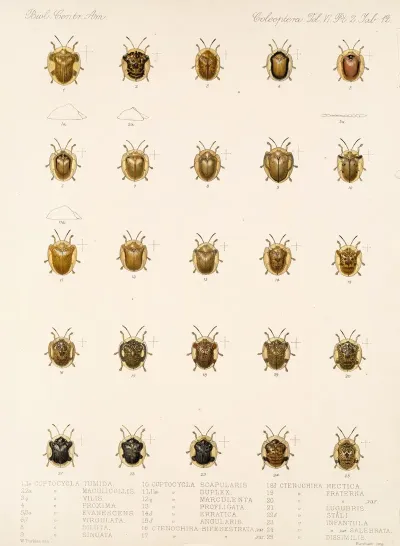 Insecta Coleoptera Pl 287