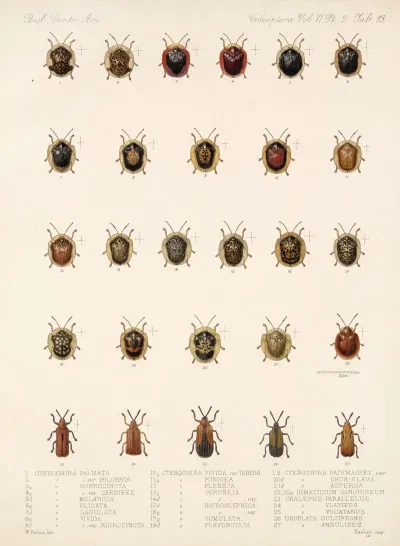 Insecta Coleoptera Pl 288