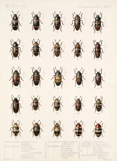 Insecta Coleoptera Pl 290