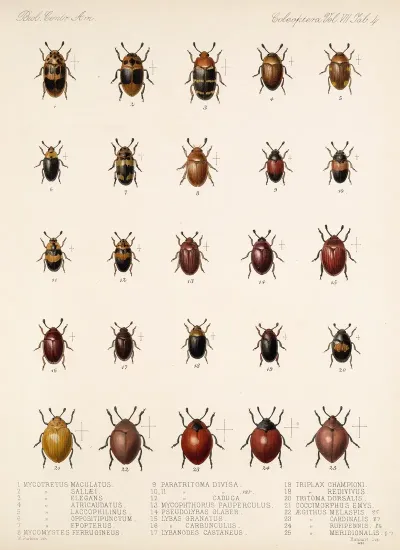 Insecta Coleoptera Pl 292