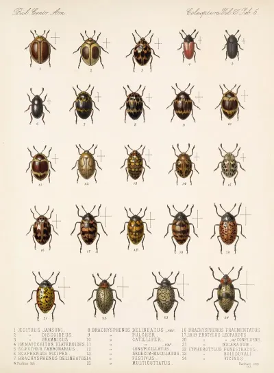 Insecta Coleoptera Pl 293