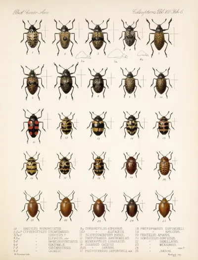 Insecta Coleoptera Pl 294