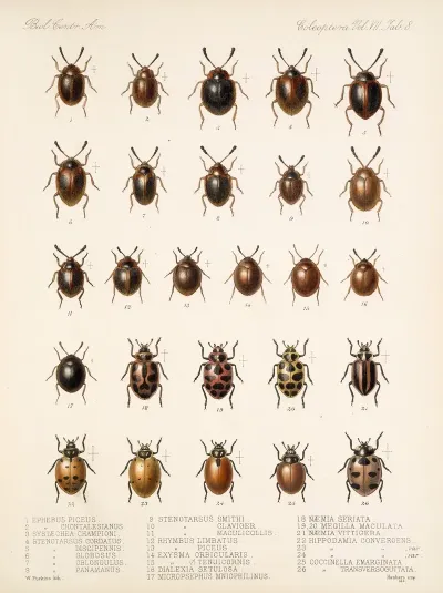 Insecta Coleoptera Pl 296