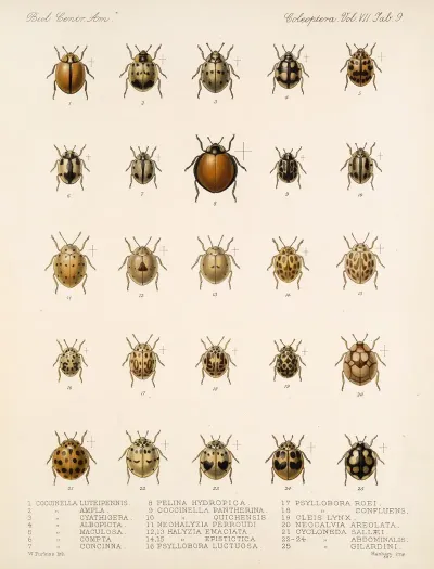 Insecta Coleoptera Pl 297