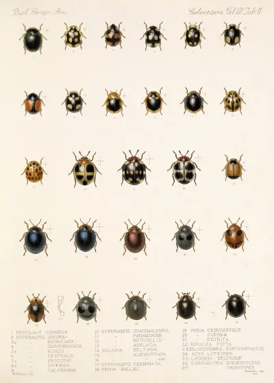 Insecta Coleoptera Pl 299